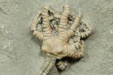 Fossil Crinoid (Barycrinus) - Crawfordsville, Indiana #371574-1